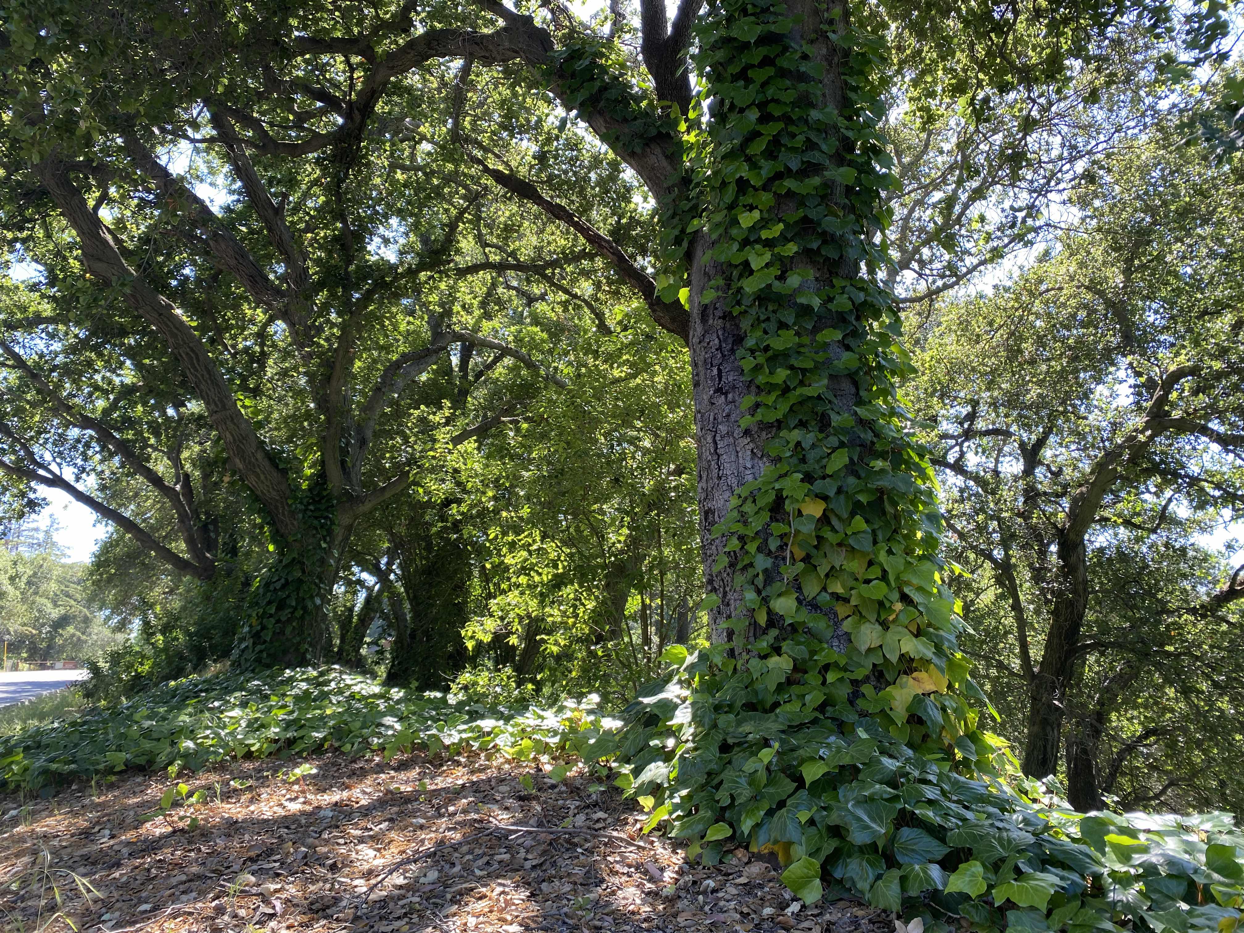 Ivy Tree